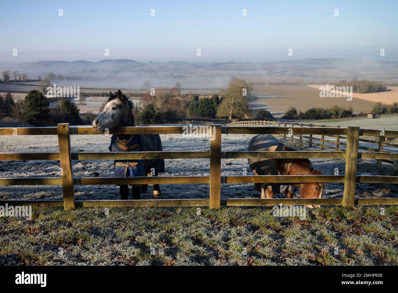 A view with horses on a frosty winter`s morning, Staverton, Northamptonshire, England, UK Stock Photo